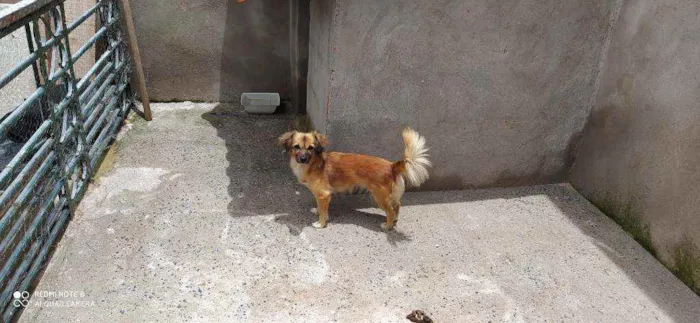 Cachorro ra a Sem raça definida  idade 2 anos nome Pérola