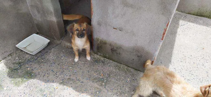 Cachorro ra a Sem raça definida  idade 2 anos nome Pérola