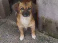 Pérola