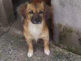 Cachorro ra a Sem raça definida  idade 2 anos nome Pérola