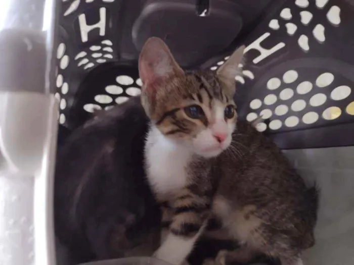Gato ra a SRD (sem raça definida) idade 2 a 6 meses nome Amora