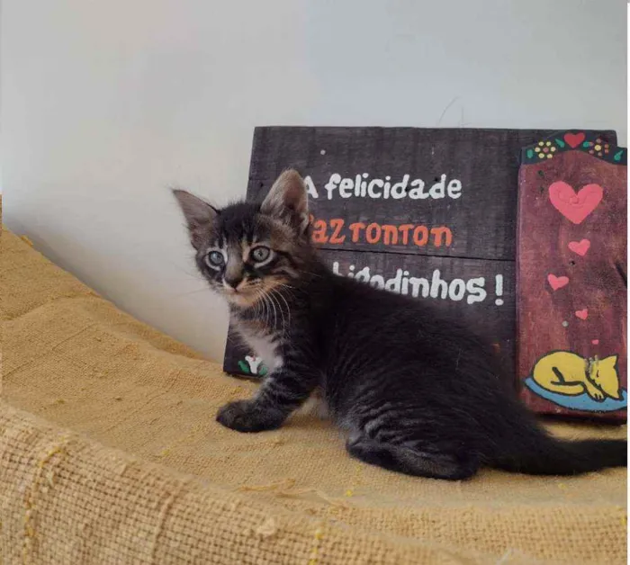 Gato ra a SRD (sem raça definida) idade 2 a 6 meses nome Tiger