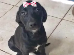 Cachorro raça SRD idade 2 a 6 meses nome Malu 