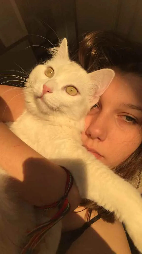 Gato raça Vira lata idade 2 anos nome Snow
