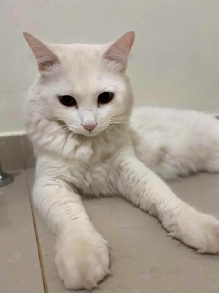 Gato raça Vira lata idade 2 anos nome Snow