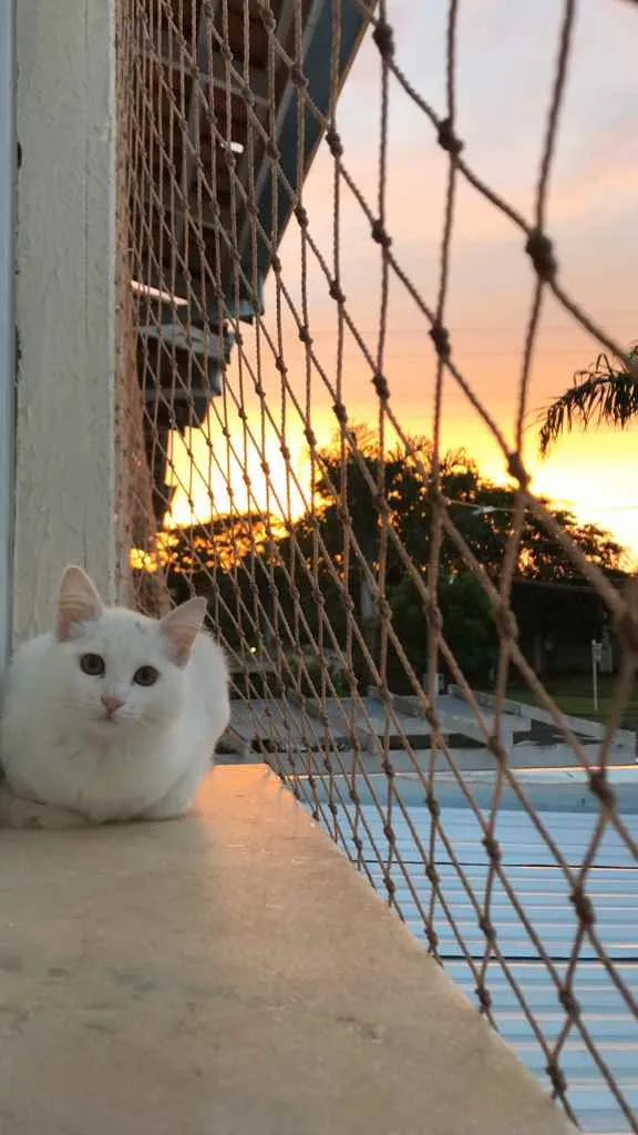 Gato raça Vira lata idade 2 anos nome Snow