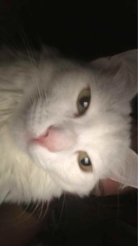 Gato raça Vira lata idade 2 anos nome Snow