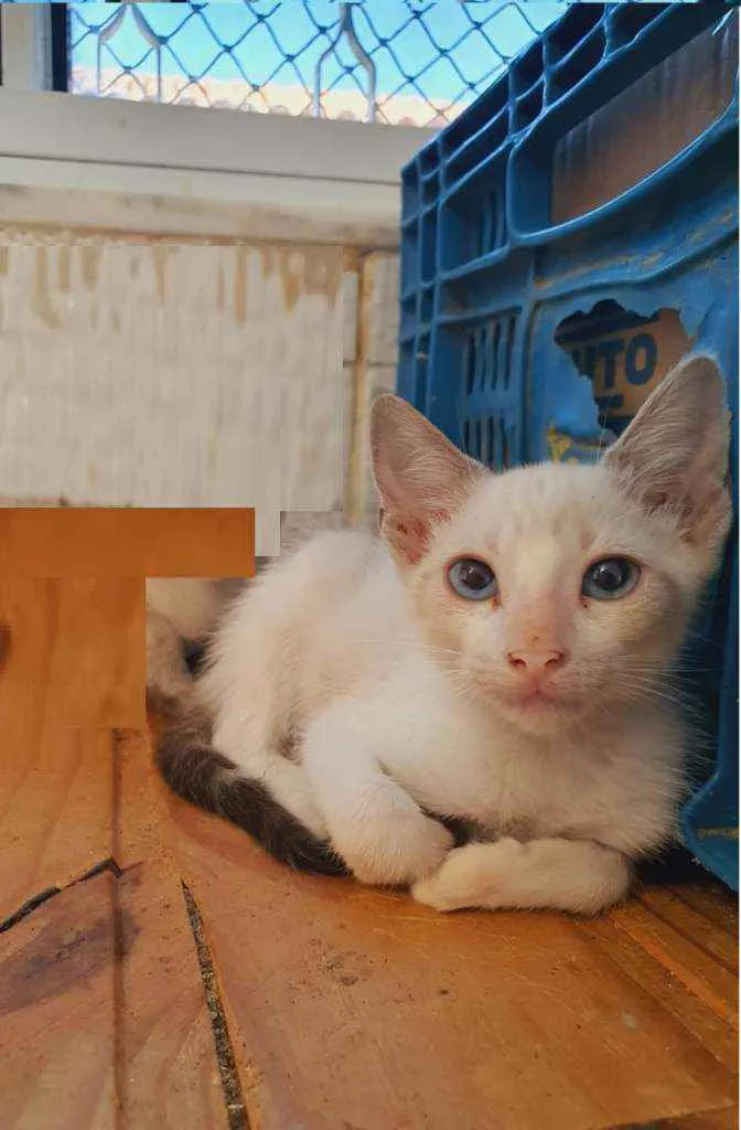 Gato ra a SRD (sem raça definida) idade 2 a 6 meses nome Tequila
