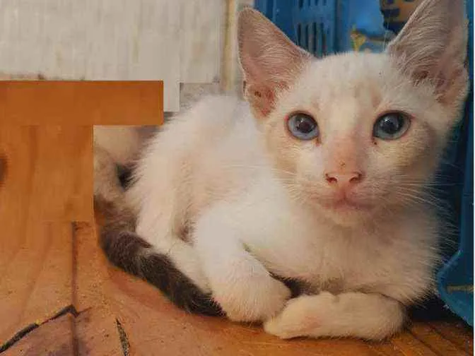 Gato ra a SRD (sem raça definida) idade 2 a 6 meses nome Tequila