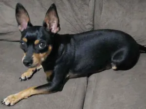 Cachorro raça Pinscher idade 6 ou mais anos nome Lukinha