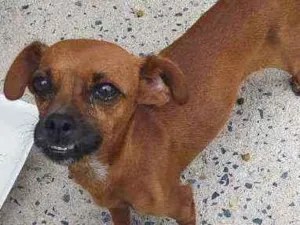 Cachorro raça Sem raça definida  idade 3 anos nome Bella 