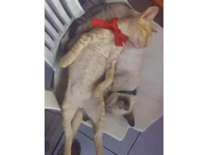 Gato raça Misturado idade 2 a 6 meses nome Bing e bong