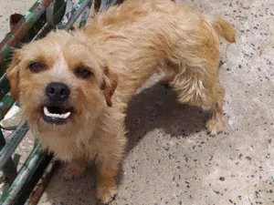 Cachorro raça Sem raça definida  idade 2 anos nome Nina