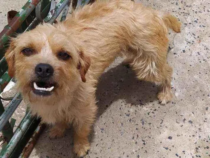 Cachorro ra a Sem raça definida  idade 2 anos nome Nina
