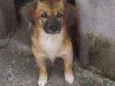 Pérola