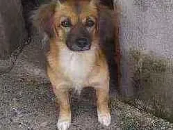 Cachorro ra a Sem raça definida  idade 2 anos nome Pérola