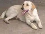 Cachorro raça Labrador , talvez miaturada idade 7 a 11 meses nome Kira