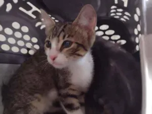 Gato raça SRD (sem raça definida) idade 2 a 6 meses nome Amora