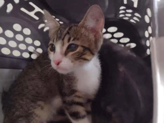 Gato ra a SRD (sem raça definida) idade 2 a 6 meses nome Amora