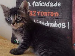 Gato raça SRD (sem raça definida) idade 2 a 6 meses nome Tiger