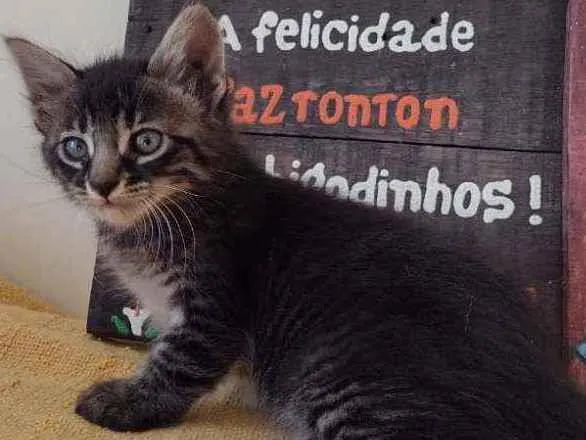 Gato ra a SRD (sem raça definida) idade 2 a 6 meses nome Tiger