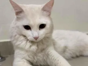 Gato raça Vira lata idade 2 anos nome Snow