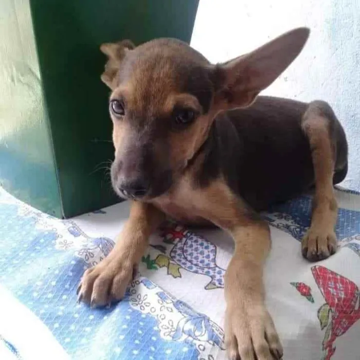 Cachorro ra a SRD idade 2 a 6 meses nome Doguinho 