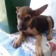 Doguinho