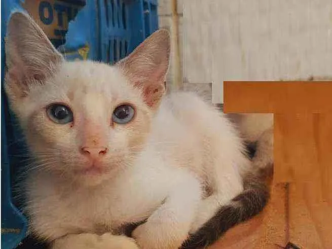 Gato ra a SRD (sem raça definida) idade 2 a 6 meses nome Tequila