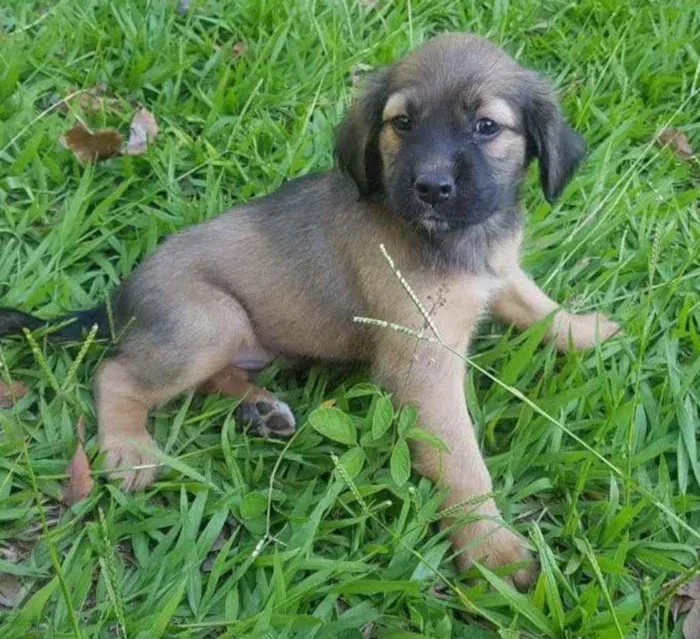 Cachorro ra a Sem raça idade Abaixo de 2 meses nome Nina