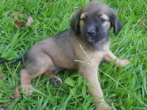 Cachorro raça Sem raça idade Abaixo de 2 meses nome Nina