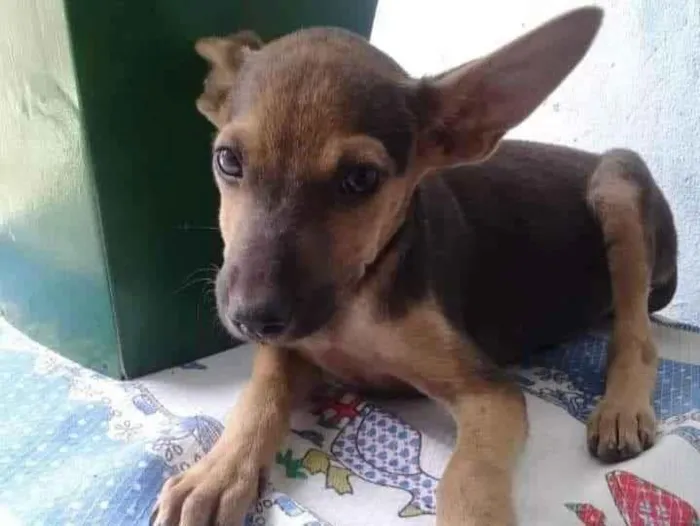 Cachorro ra a SRD idade 2 a 6 meses nome Doguinho 
