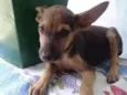 Doguinho
