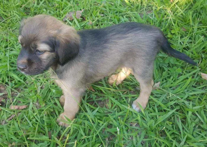 Cachorro ra a Sem raça idade Abaixo de 2 meses nome Nina