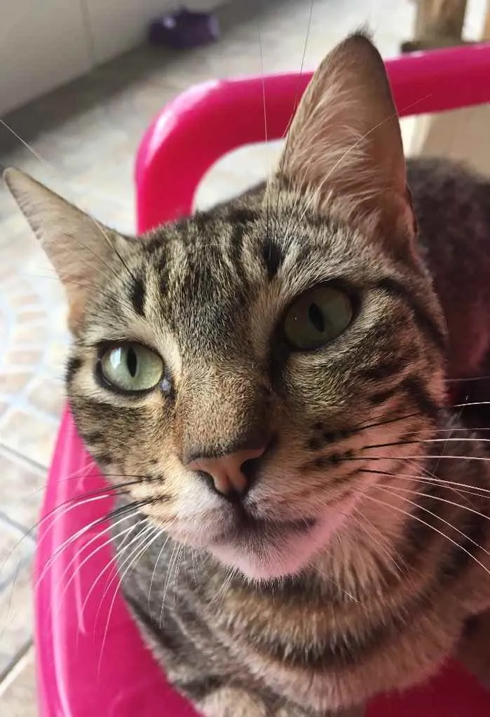 Gato ra a  idade 1 ano nome Bola de pelo