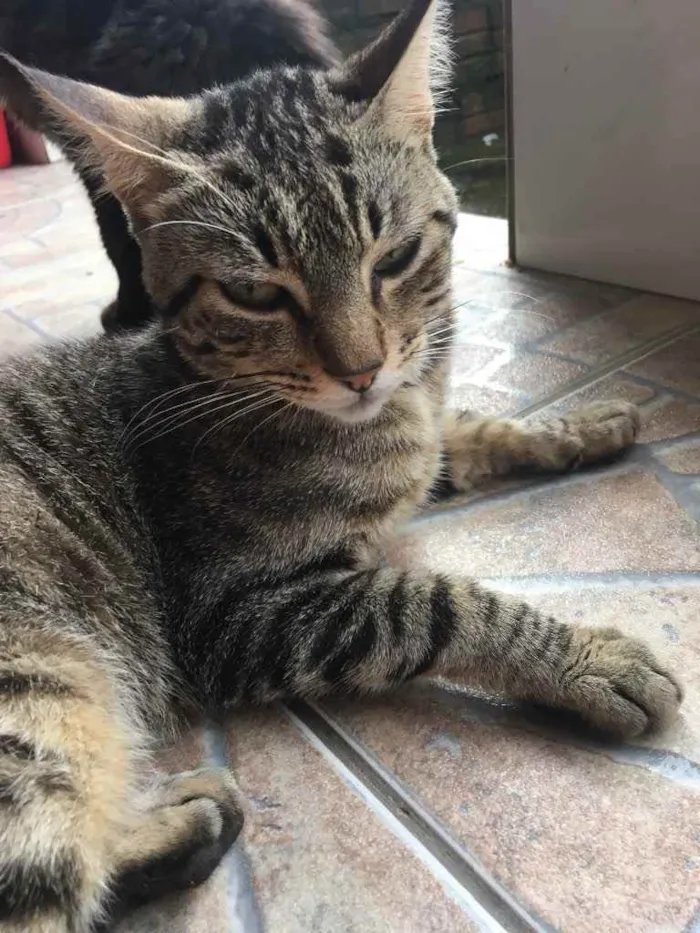 Gato ra a  idade 1 ano nome Bola de pelo
