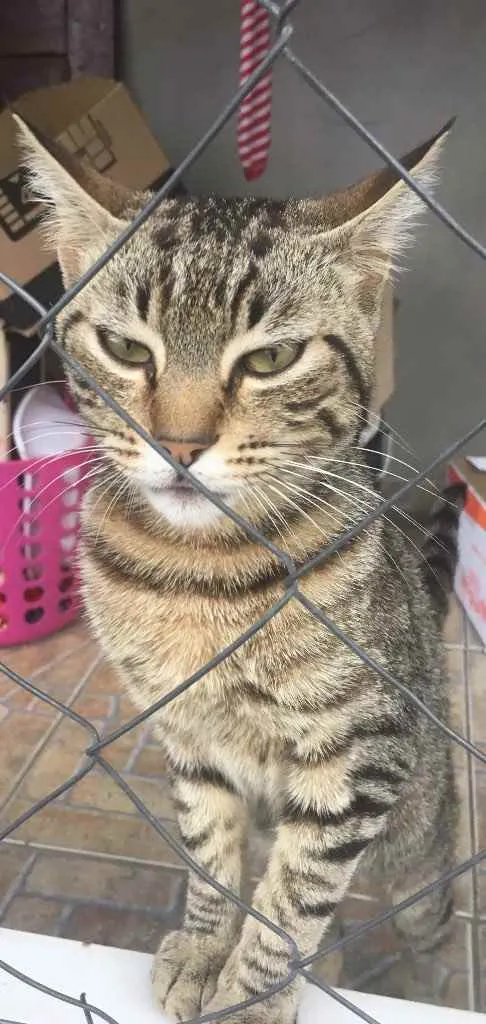 Gato ra a  idade 1 ano nome Bola de pelo