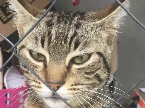 Gato ra a  idade 1 ano nome Bola de pelo