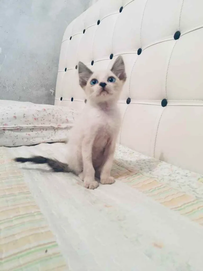 Gato ra a Angora misturado com Siamês  idade Abaixo de 2 meses nome Sem nome 
