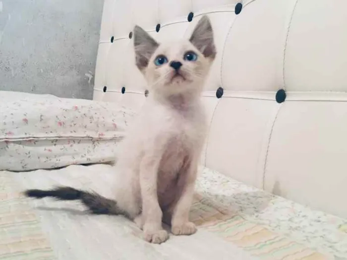 Gato ra a Angora misturado com Siamês  idade Abaixo de 2 meses nome Sem nome 