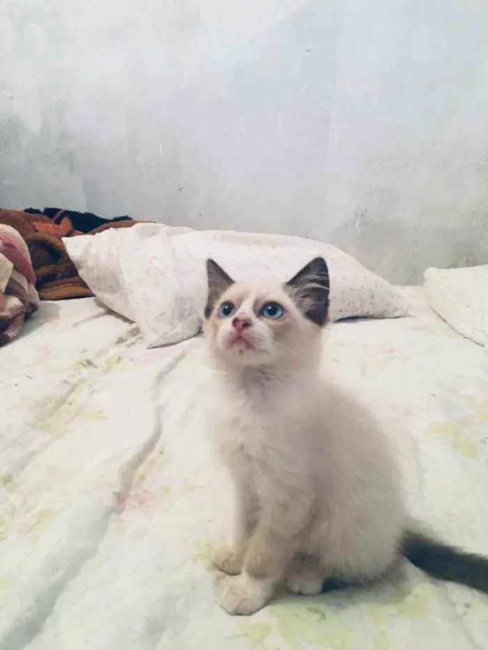 Gato ra a Angora misturado com Siamês  idade Abaixo de 2 meses nome Sem nome