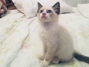 Gato raça Angora misturado com Siamês  idade Abaixo de 2 meses nome Sem nome