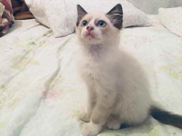 Gato ra a Angora misturado com Siamês  idade Abaixo de 2 meses nome Sem nome