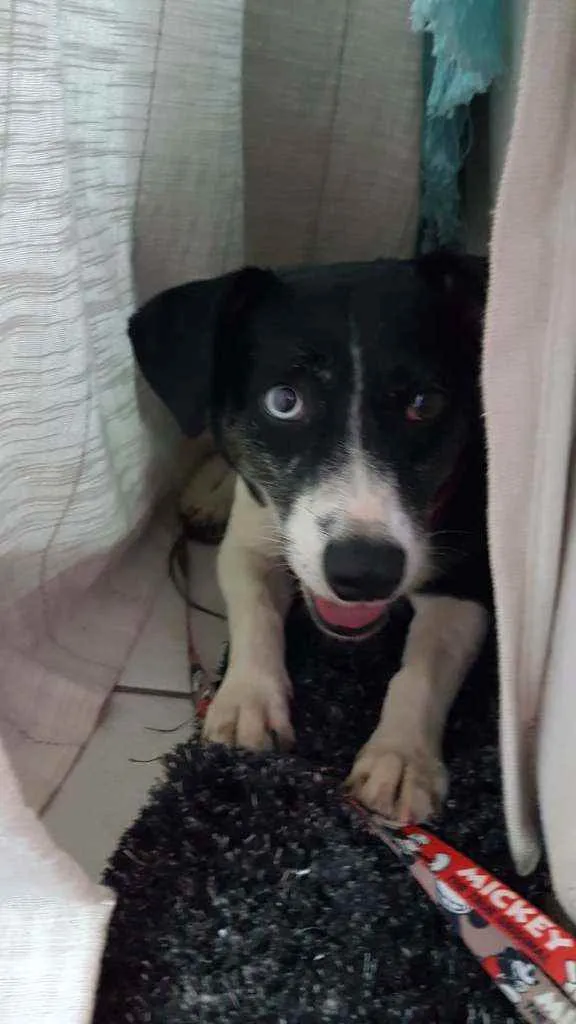 Cachorro ra a Vira lata idade 2 anos nome Sara