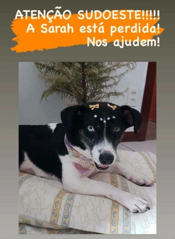 Cachorro ra a Vira lata idade 2 anos nome Sara