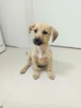 Cachorro raça SRD idade 2 a 6 meses nome Luck