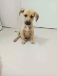 Cachorro raça SRD idade 2 a 6 meses nome Luck