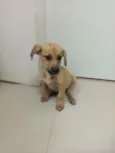 Cachorro raça SRD idade 2 a 6 meses nome Luck