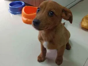 Cachorro raça SRD idade 2 a 6 meses nome Dengoso