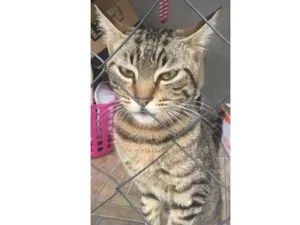 Gato raça  idade 1 ano nome Bola de pelo